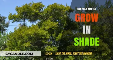Can Wax Myrtle Thrive in Shade? A Comprehensive Guide