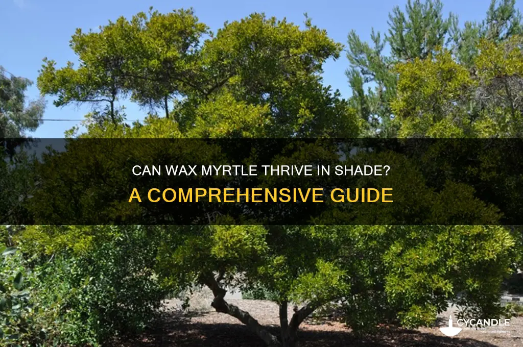 can wax myrtle grow in shade
