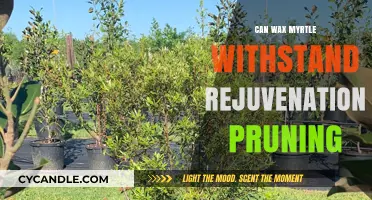 Wax Myrtle Rejuvenation Pruning: Can It Survive and Thrive?