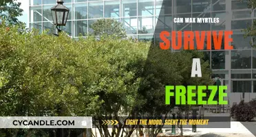 Can Wax Myrtles Survive a Freeze? Winter Care Tips