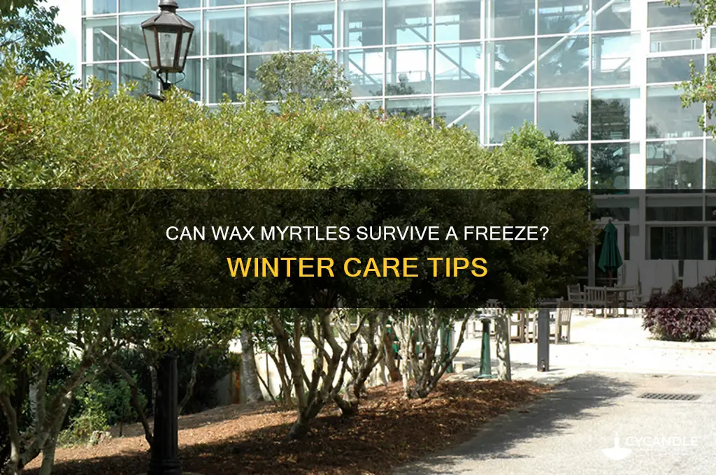 can wax myrtles survive a freeze