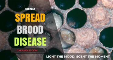 Can Wax Spread Brood Disease? Risks and Prevention in Beekeeping