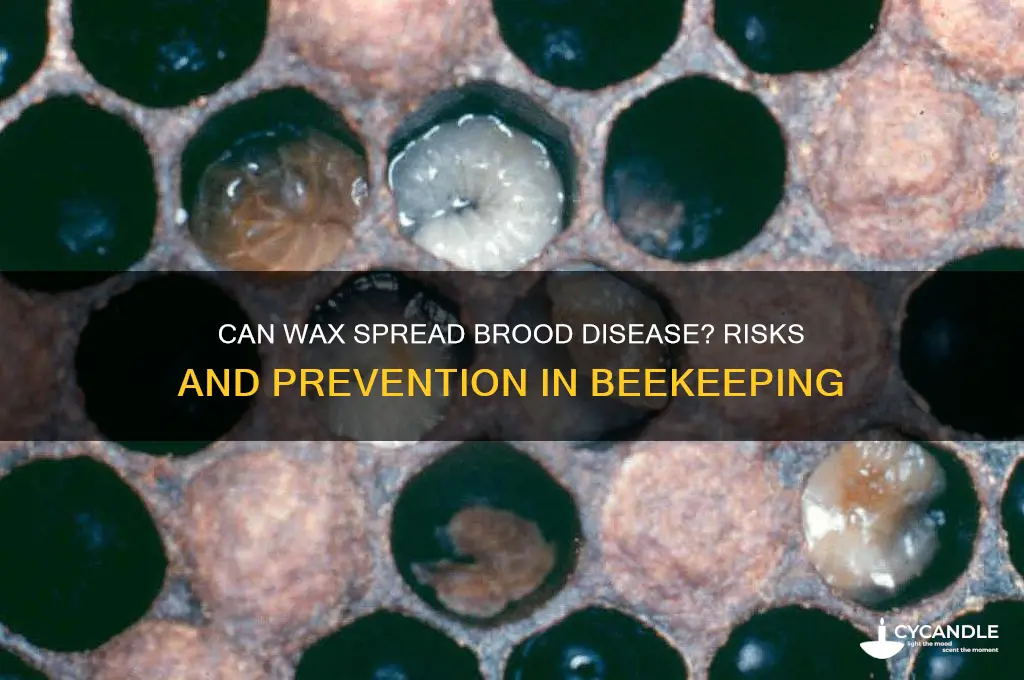 can wax spread brood disease