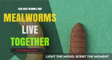 Wax Worms and Mealworms: Compatibility in Shared Habitat Explained