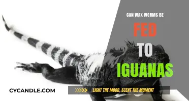 Can Wax Worms Safely Enhance Your Iguana's Diet? Find Out!