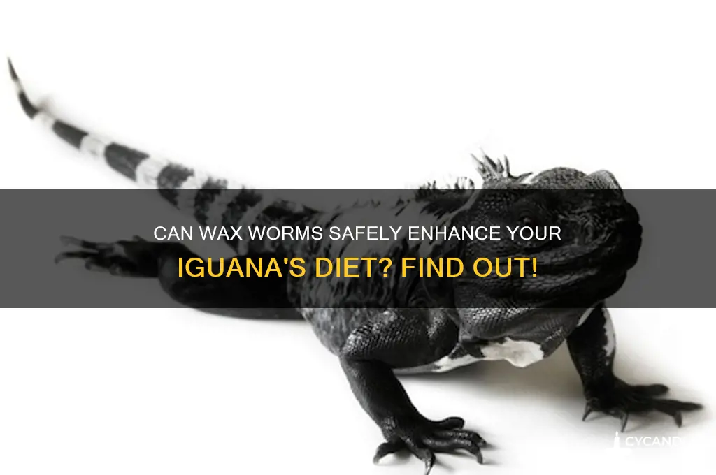 can wax worms be fed to iguanas