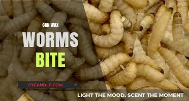 Can Wax Worms Bite? Uncovering the Truth About These Tiny Creatures