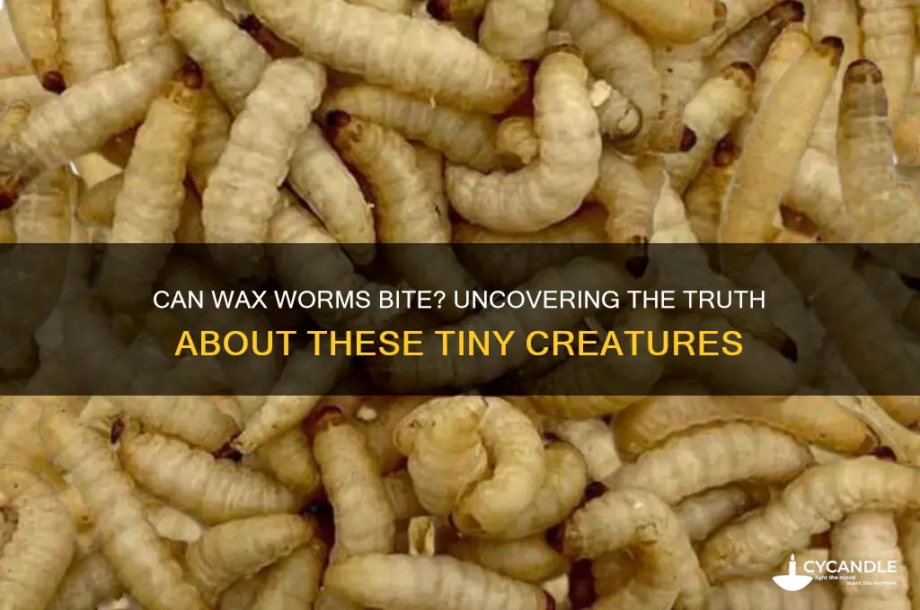can wax worms bite