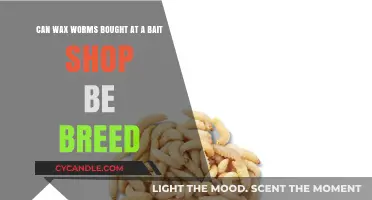 Breeding Wax Worms: A Guide to Raising Bait Shop Purchases