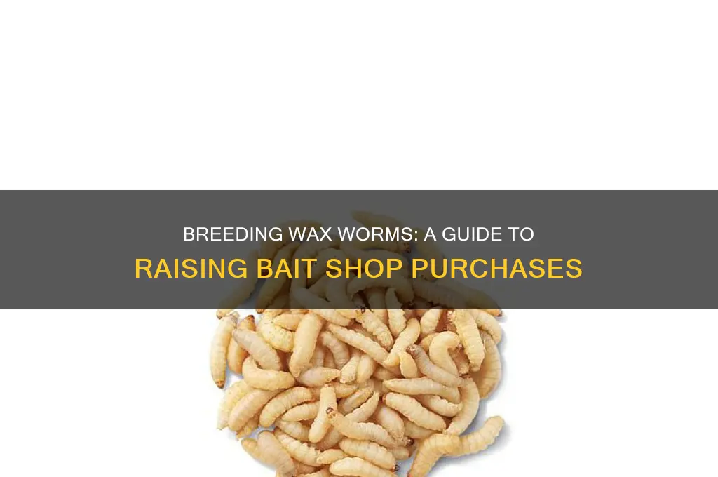 can wax worms bought at a bait shop be breed
