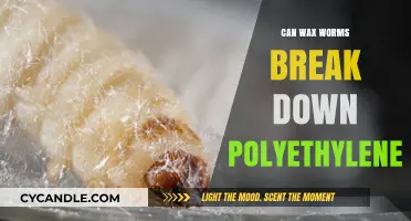 Wax Worms' Surprising Ability to Degrade Polyethylene Plastic