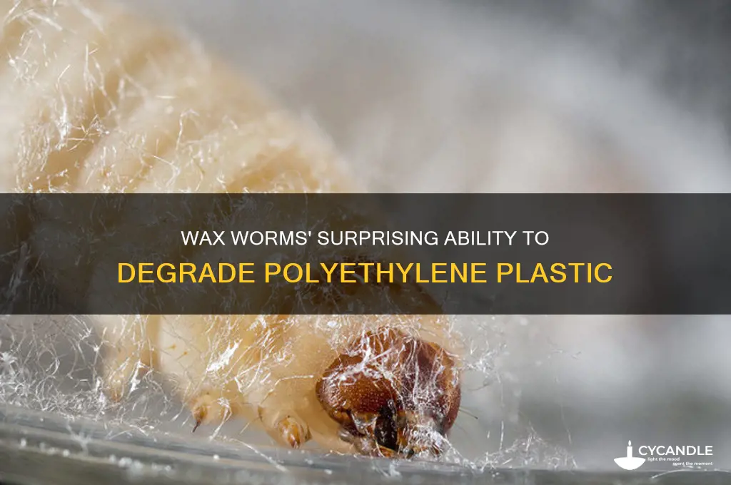 can wax worms break down polyethylene