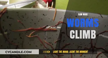 Can Wax Worms Climb? Unveiling the Surprising Truth About Their Mobility