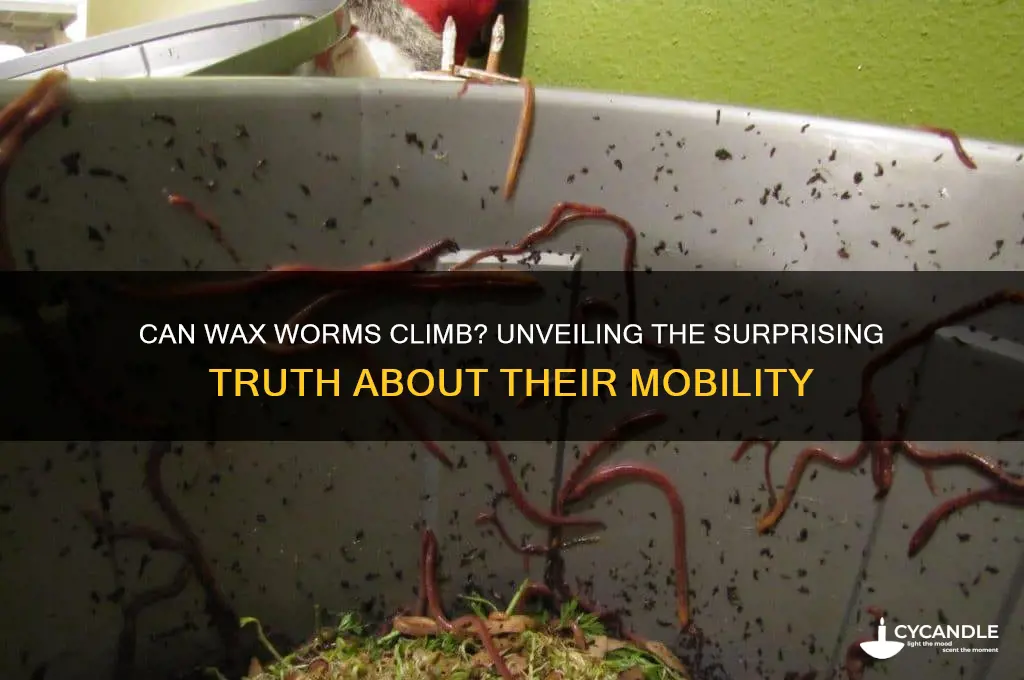 can wax worms climb