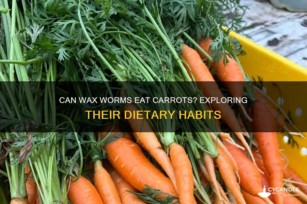 can wax worms eat carrots
