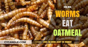 Can Wax Worms Eat Oatmeal? A Complete Feeding Guide