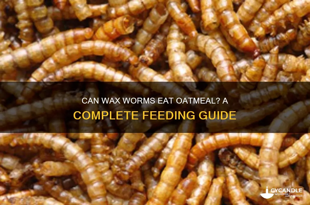can wax worms eat oatmeal