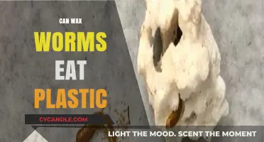 Can Wax Worms Eat Plastic? Unveiling the Eco-Friendly Discovery