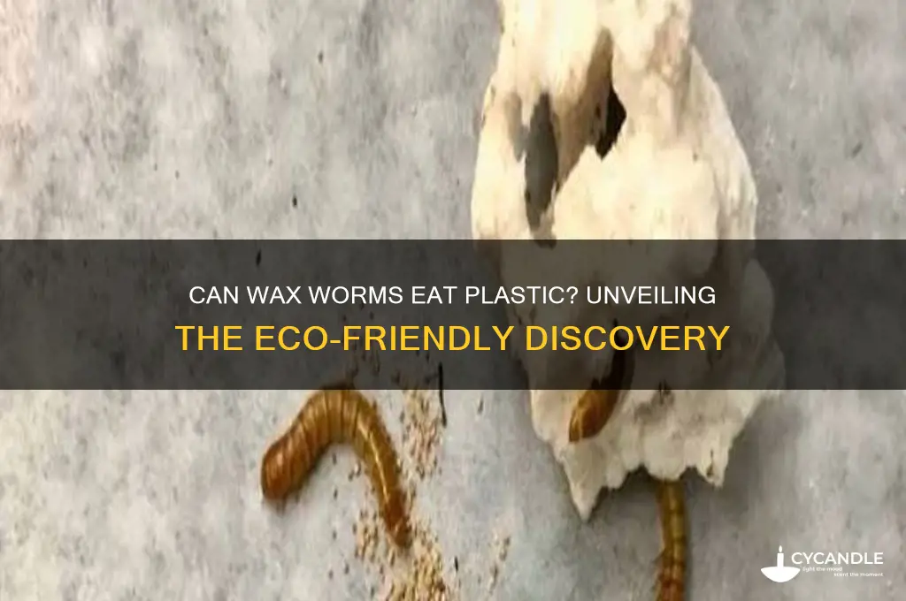 can wax worms eat plastic