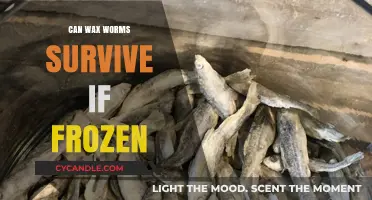 Can Wax Worms Survive Freezing? Unveiling Their Resilience in Cold Conditions