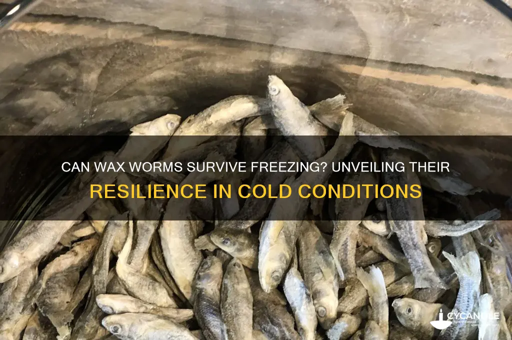 can wax worms survive if frozen