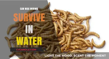 Can Wax Worms Survive in Water? Exploring Aquatic Survival Limits