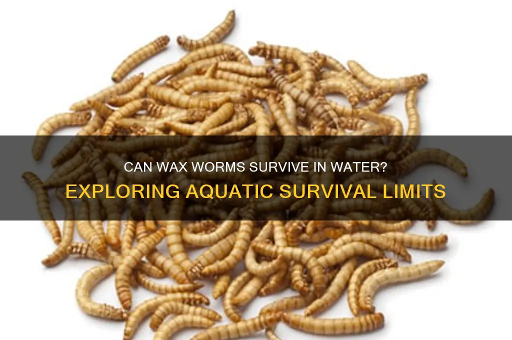 can wax worms survive in water