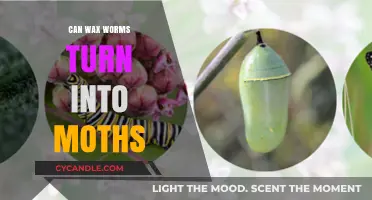 Can Wax Worms Transform into Moths? Unveiling the Lifecycle