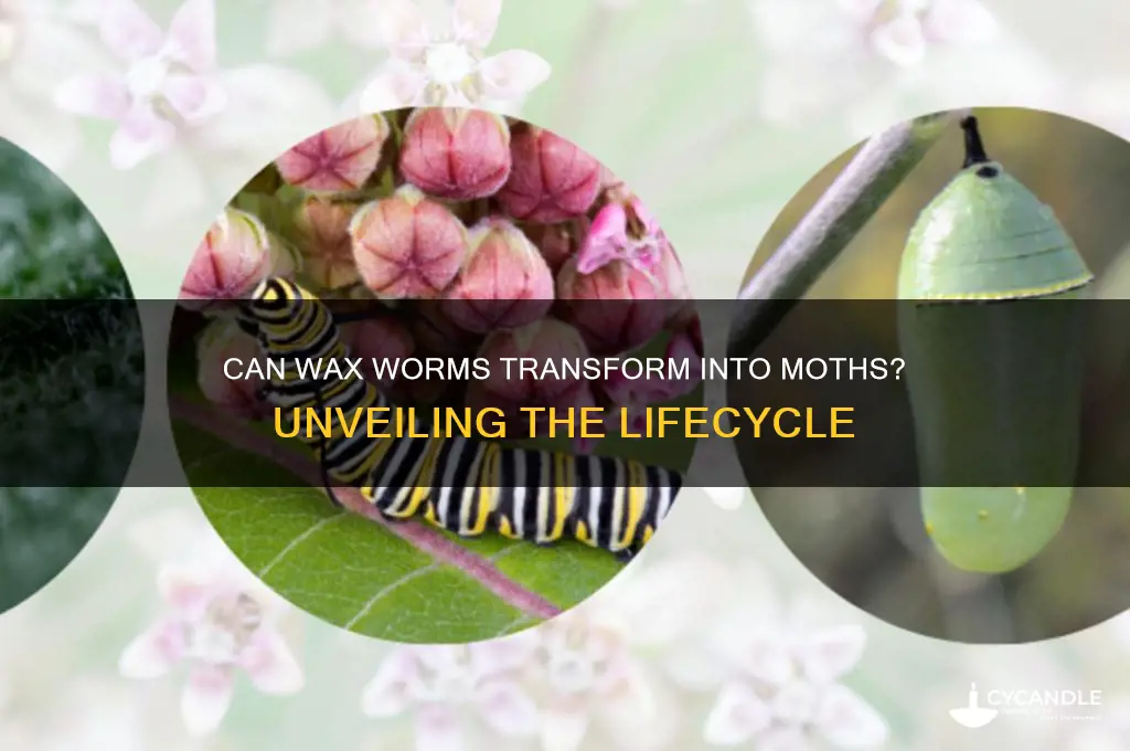 can wax worms turn into moths