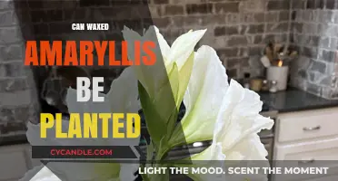 Planting Waxed Amaryllis: Tips for Successful Growth and Blooming
