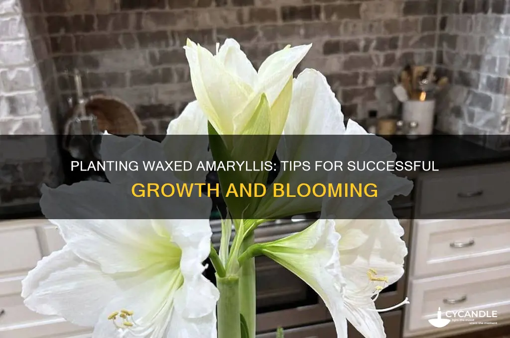 can waxed amaryllis be planted