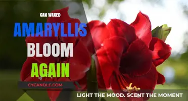 Reviving Waxed Amaryllis: Tips for Reblooming Your Favorite Flower