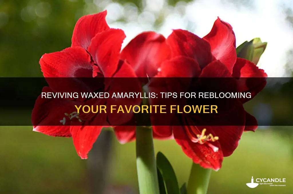 can waxed amaryllis bloom again