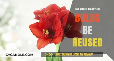 Reusing Waxed Amaryllis Bulbs: Tips for Successful Reblooming Next Season