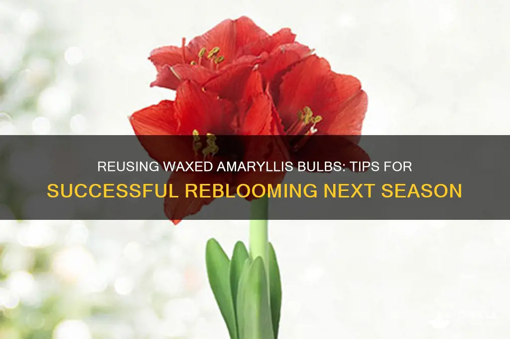 can waxed amaryllis bulbs be reused