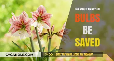 Reviving Waxed Amaryllis Bulbs: Tips to Save and Rebloom Successfully