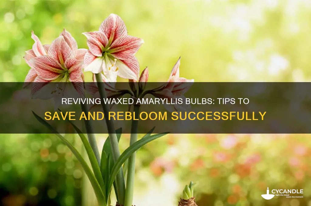 can waxed amaryllis bulbs be saved