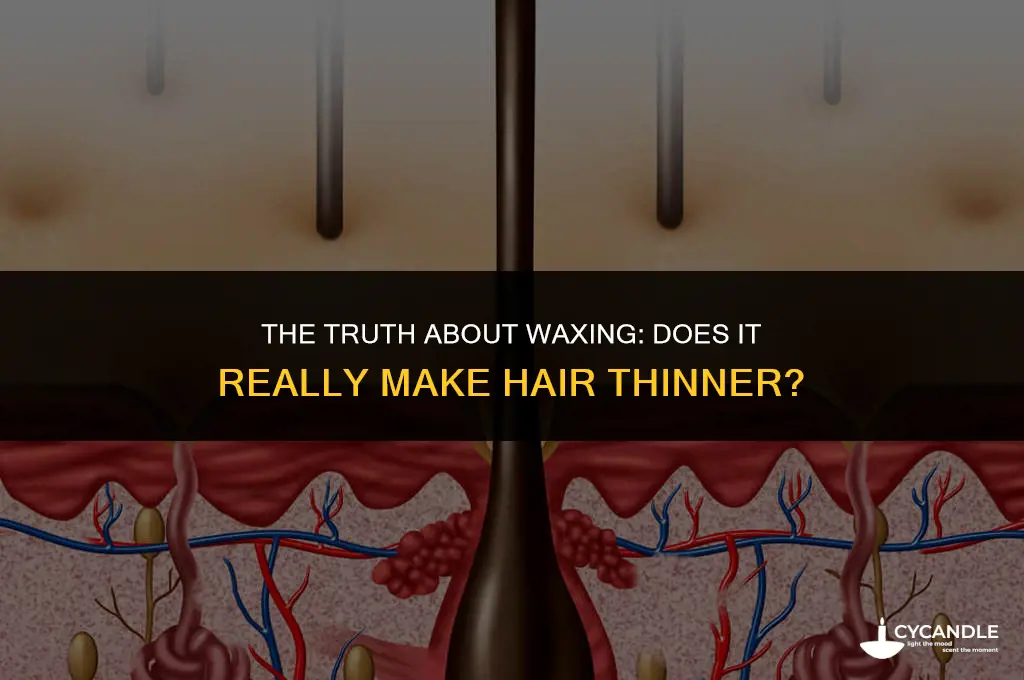 can waxing make hair thinner