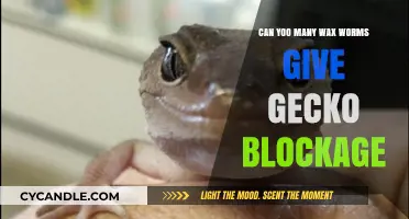 Can Too Many Wax Worms Cause Blockage in Your Gecko?