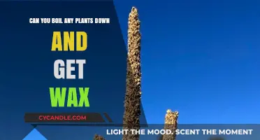 Boiling Plants for Wax: Which Ones Work and How to Do It