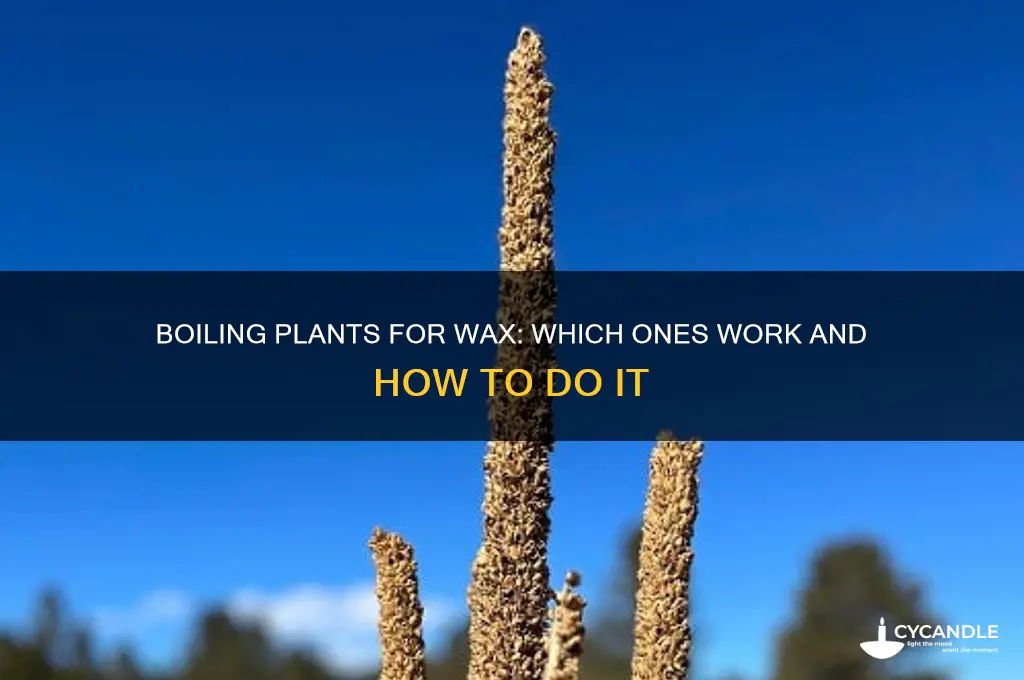 can you boil any plants down and get wax