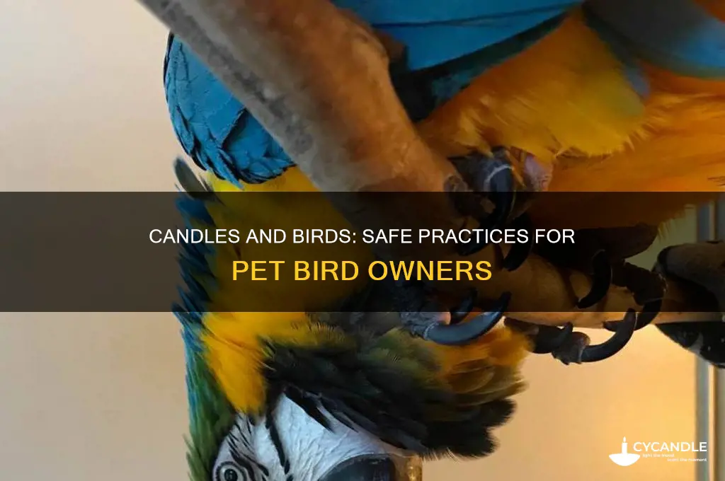 can you burn candles around birds