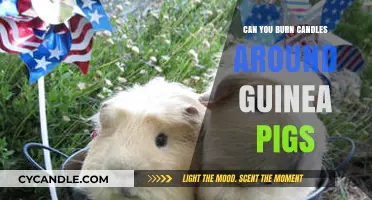 Candle Safety for Guinea Pigs: What Pet Owners Need to Know