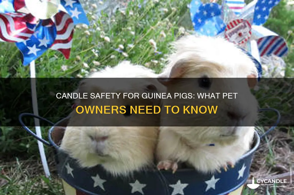 can you burn candles around guinea pigs