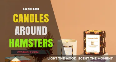 Candle Safety for Hamsters: What Every Pet Owner Should Know
