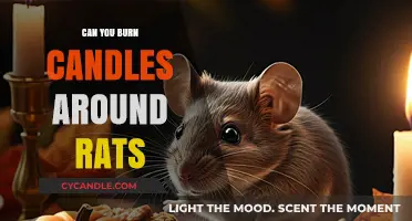 Candle Safety for Rat Owners: Can You Burn Candles Around Rats?
