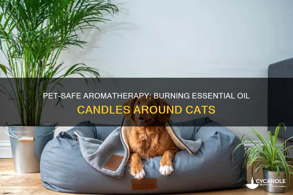 can you burn candles with essential oils with cats