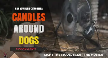 Are Citronella Candles Safe for Dogs? Pet-Friendly Pest Control Tips