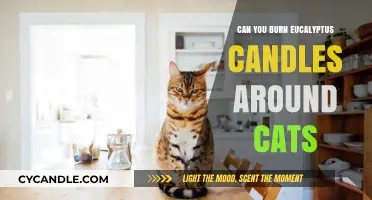 Are Eucalyptus Candles Safe for Cats? A Pet Owner's Guide