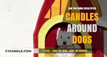 Are Eucalyptus Candles Safe for Dogs? Pet-Friendly Aromatherapy Tips